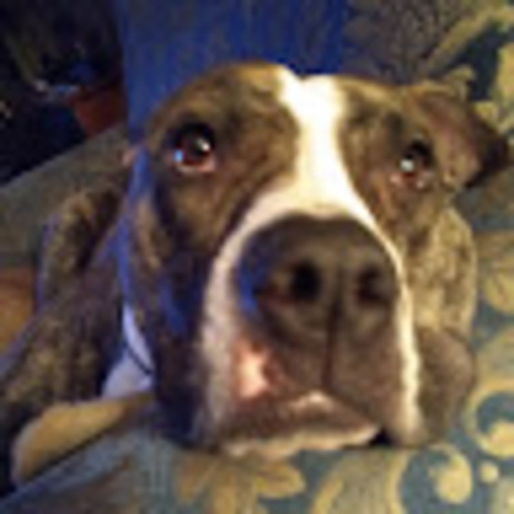 Meet your Posher, Shannon